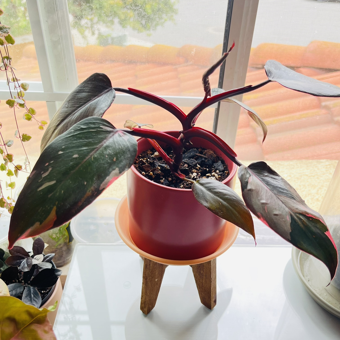 Photo of the plant species Pink Princess Philodendron by @_Laurie named PP👑 on Greg, the plant care app