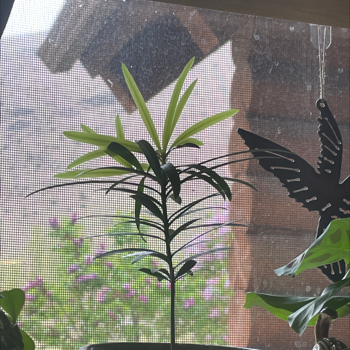 Healthy Podocarpus plant indoors near a window with a mesh screen background.