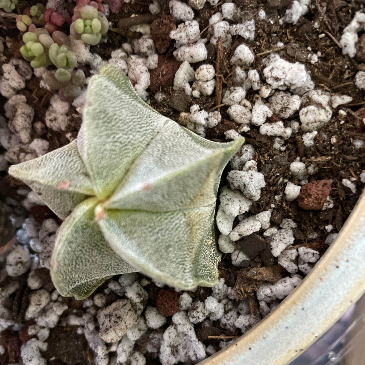Bishop's Cap Cactus in a pot with visible soil and perlite, small succulents in the background.
