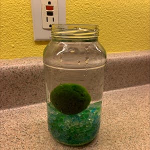 Caring For A Moss Ball Pet Is A Surprisingly Wholesome And Endearing Hobby  - Indie88