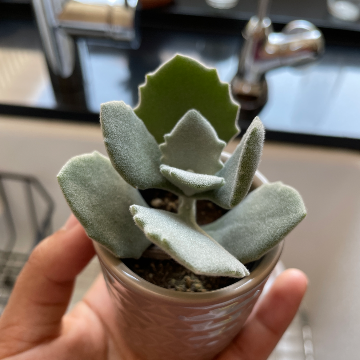Photo of the plant species Millot Kalanchoe by @MoonChild named Gerald on Greg, the plant care app