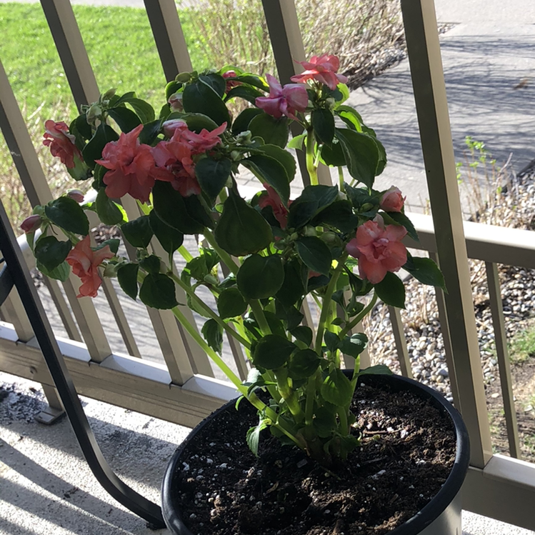 Potted Buzzy Lizzy plant with pink flowers on a balcony.