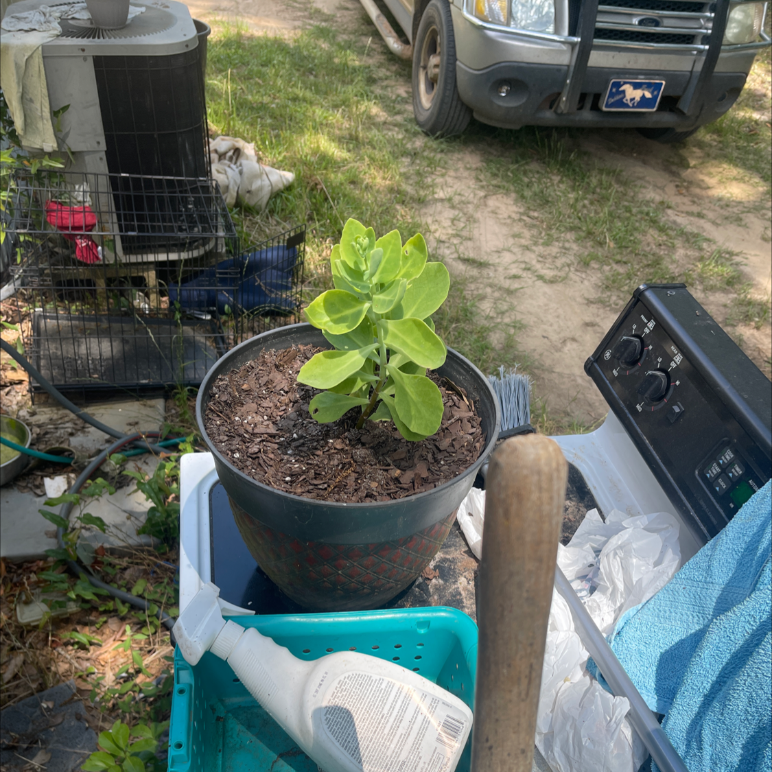 A healthy potted showy stonecrop plant with thick green leaves, sitting on the ground near an RV in an outdoor setting.