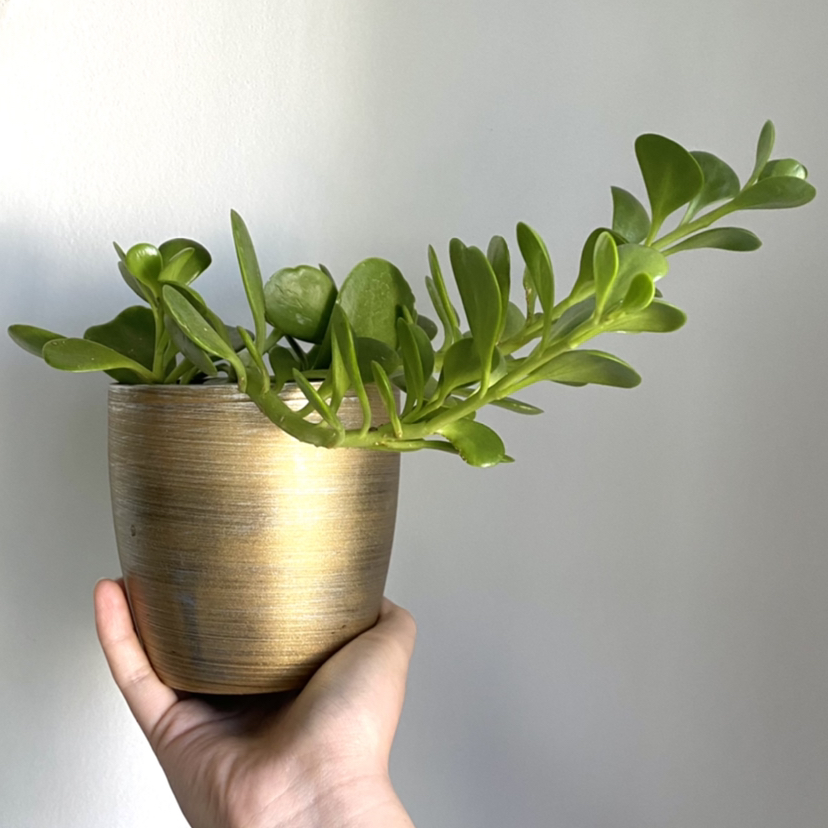 Photo of the plant species Trailing Jade by @taylolin named Sproutacus on Greg, the plant care app