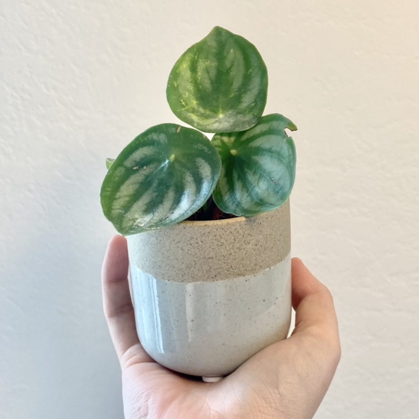 Photo of the plant species Watermelon Peperomia by @taylolin named Plato on Greg, the plant care app