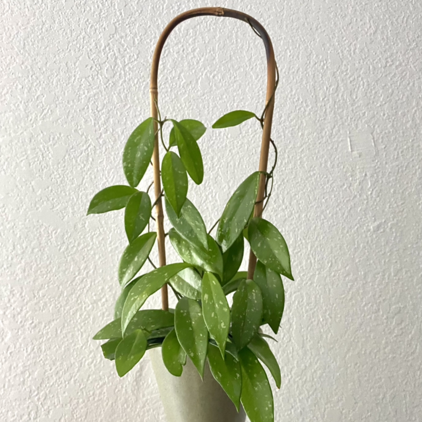 Photo of the plant species Hoya Pubicalyx by @taylolin named Nemo on Greg, the plant care app