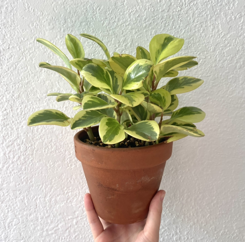 Photo of the plant species Baby Rubber Plant by @taylolin named Pepper on Greg, the plant care app