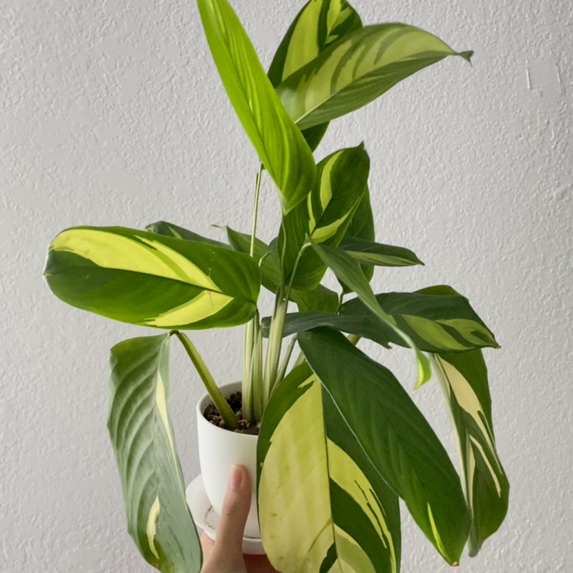 Potted Golden Mosaic Plant with variegated green and yellow leaves, held by a hand.