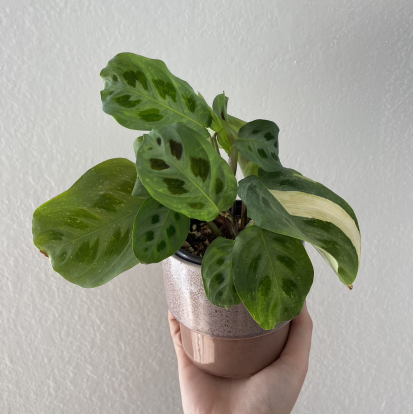 Photo of the plant species Variegated Prayer Plant by @taylolin named Zeus on Greg, the plant care app