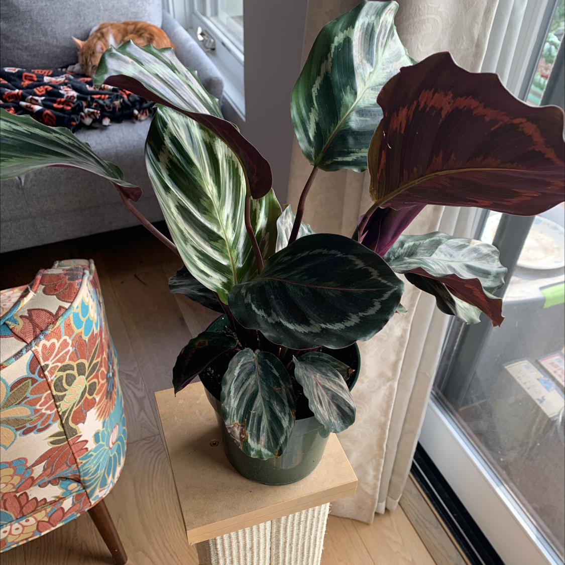 Healthy calathea plant with vibrant green and red leaves, sitting in a green pot on a wooden surface with a radiator visible in the background.