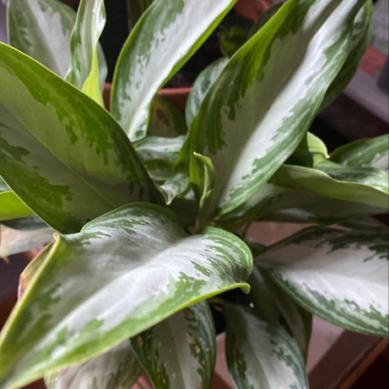Closeup of a healthy, variegated Chinese Evergreen plant with glossy green and silver patterned leaves.