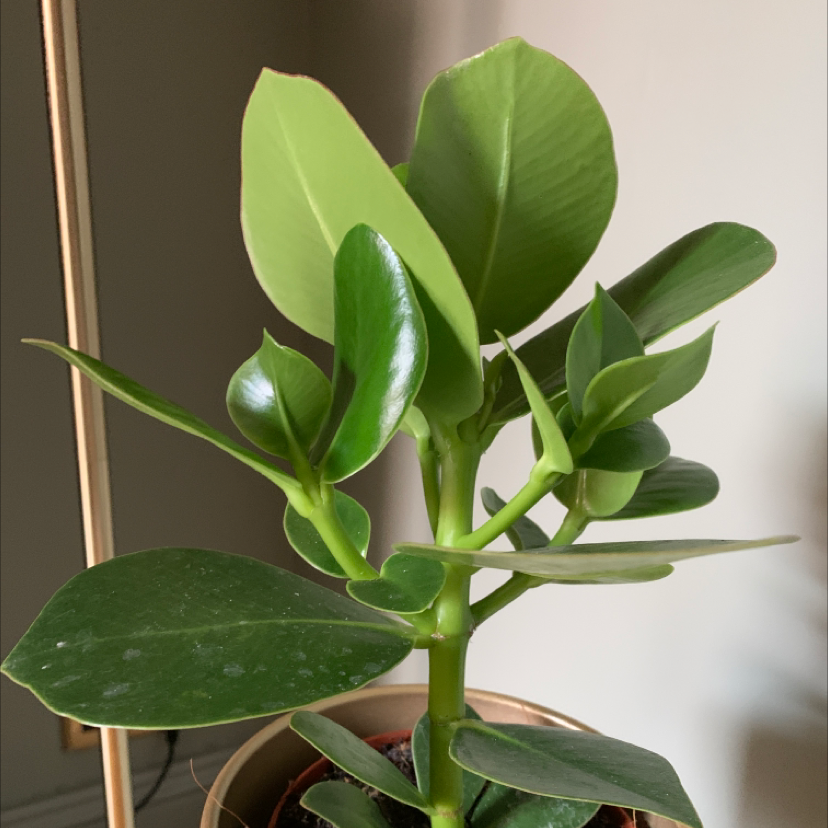 Healthy Autograph Tree with vibrant green leaves in a pot.