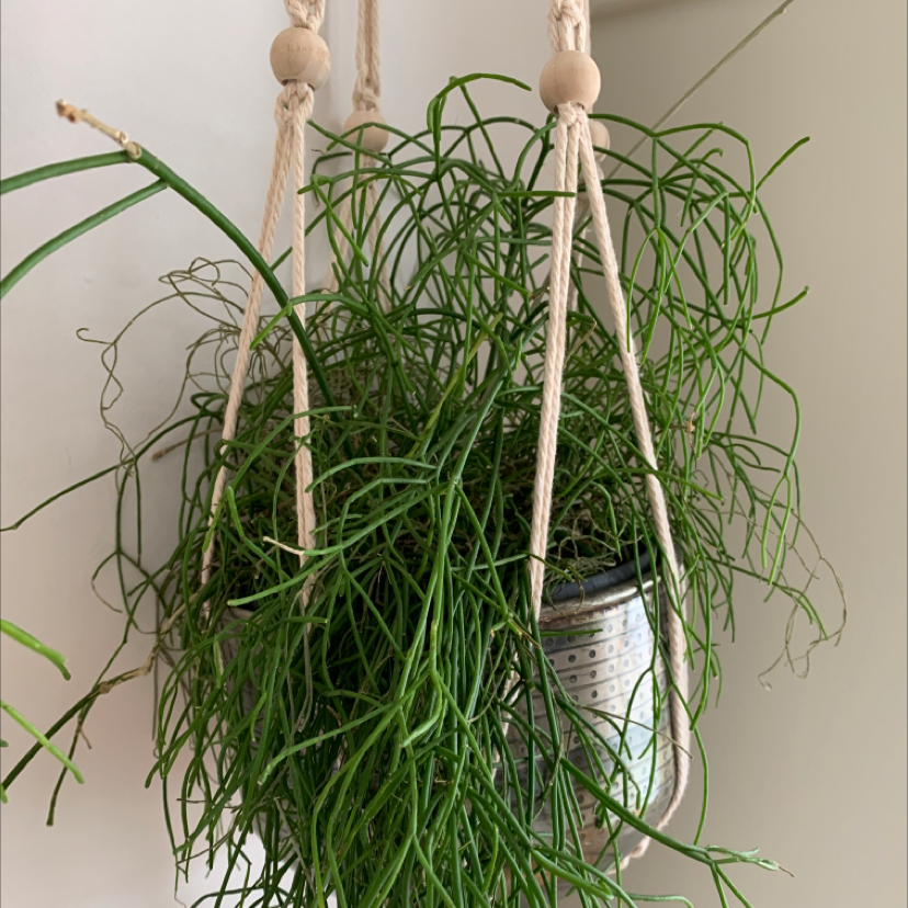 Photo of the plant species Mistletoe Cactus by @Georgina named Pencil twat on Greg, the plant care app