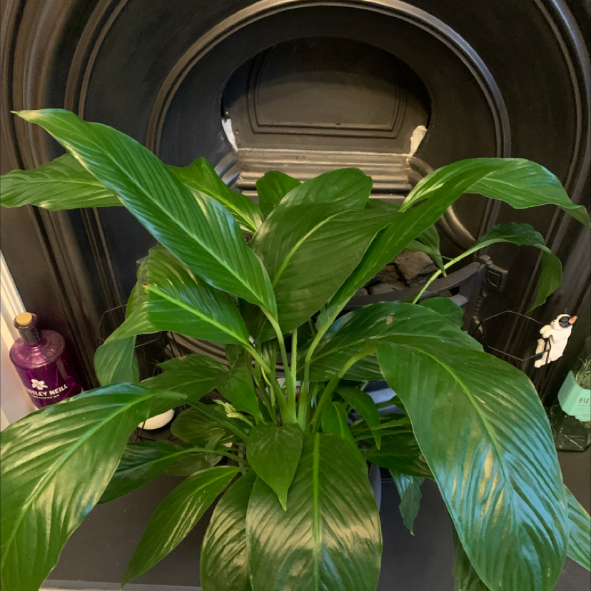 Peace Lily plant photo by @Georgina named Peace lily on Greg, the plant care app.