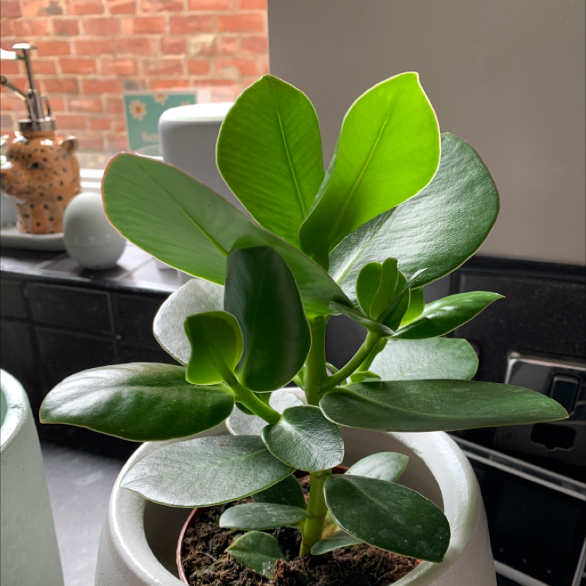 Healthy Autograph Tree with vibrant green leaves in a pot near a window.