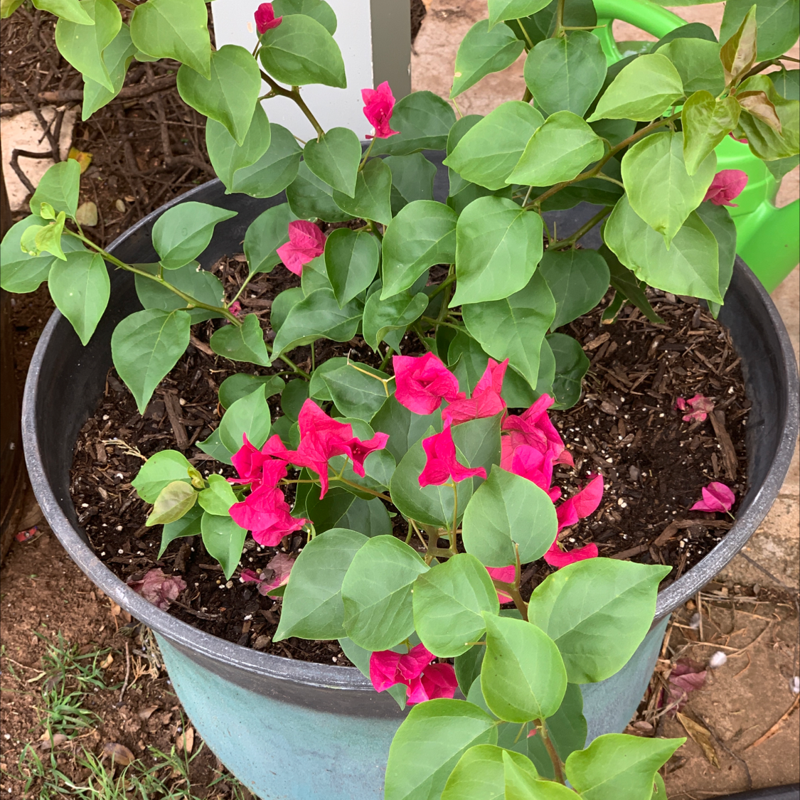 Bougainvillea plant photo by Tommy named Sherlock on Greg, the plant care app.