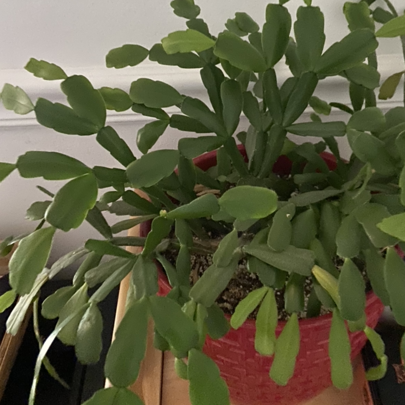 Photo of the plant species True Christmas Cactus by @Nimzy named Michelle Branch on Greg, the plant care app