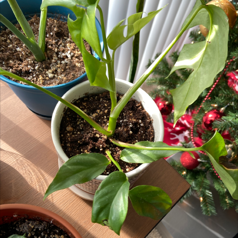 Mini Monstera plant in a white pot with healthy green leaves.