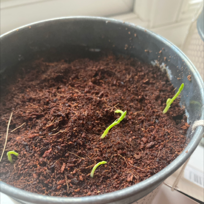 Potted Annual Sweet Pea seedlings emerging from the soil.