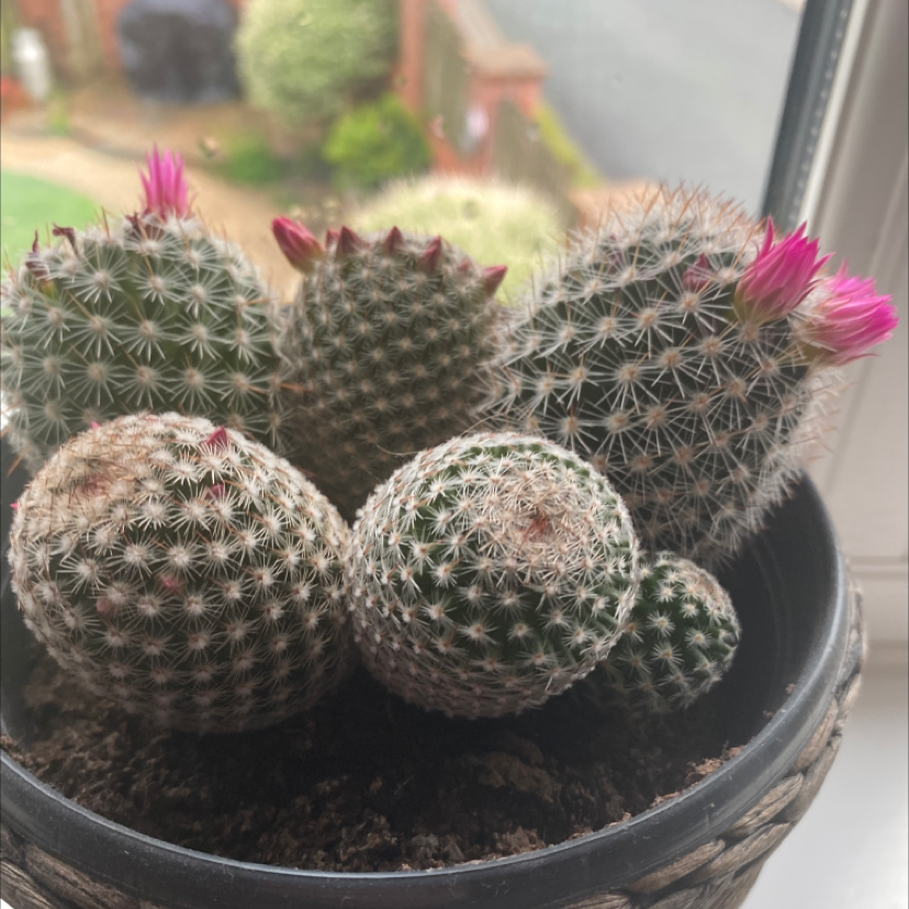 Cluster of Arizona Rainbow Cactus in a pot with visible flowers.