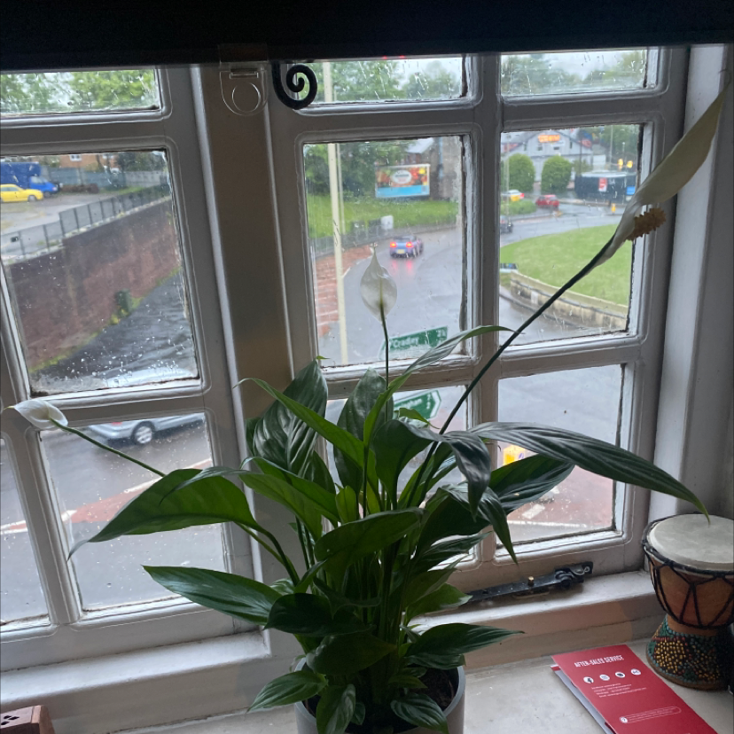 Peace Lily plant photo by Karis named Cedric on Greg, the plant care app.