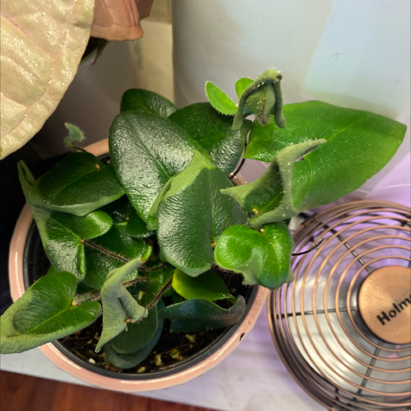 Heart Fern plant in a pot with green, healthy leaves.