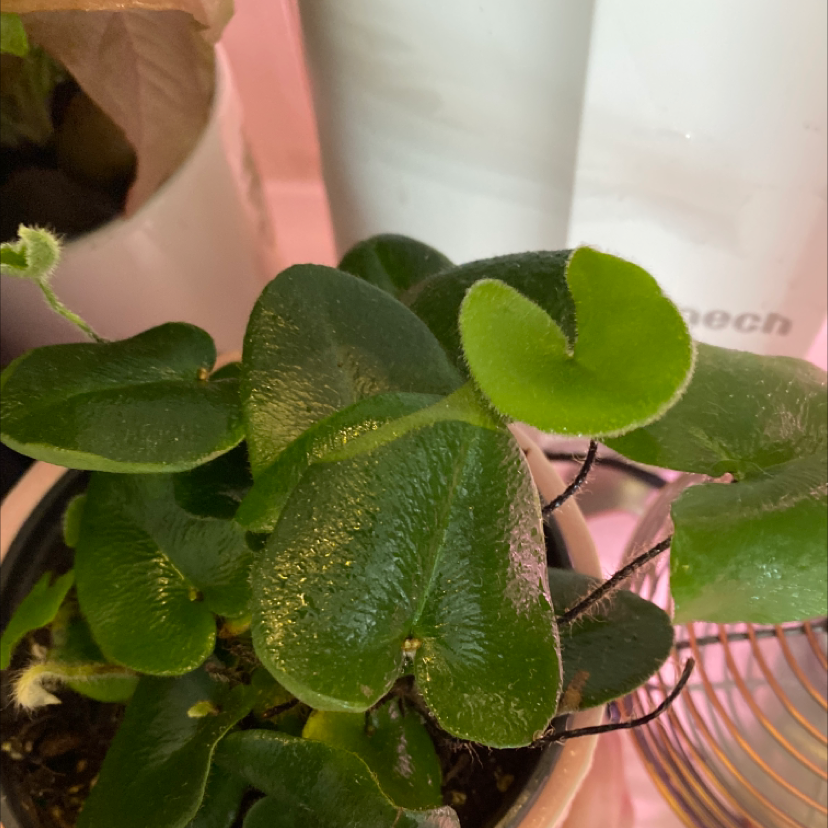 Heart Fern plant with healthy green leaves in a pot.