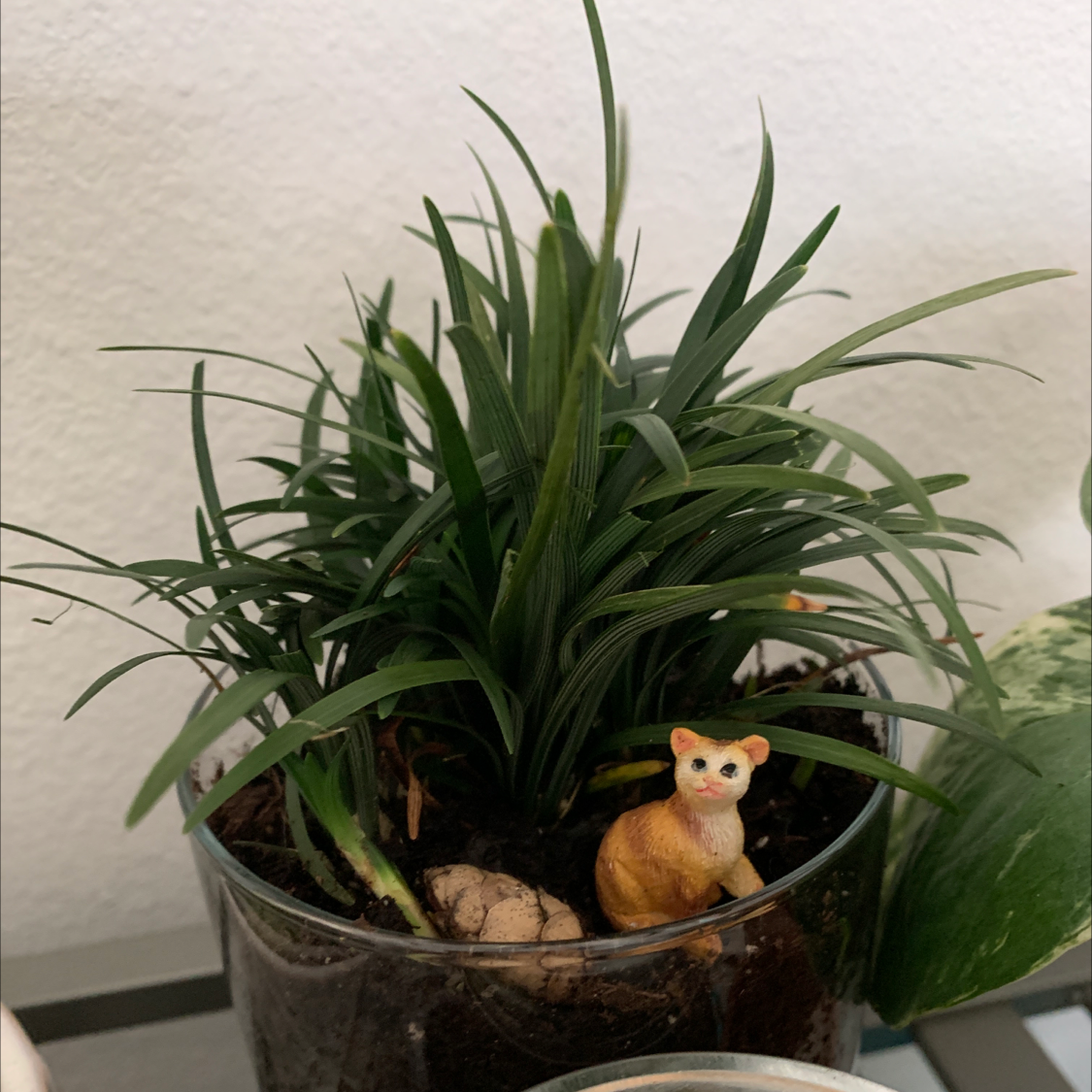 Mondo grass plant in a glass container with a small decorative cat figurine.
