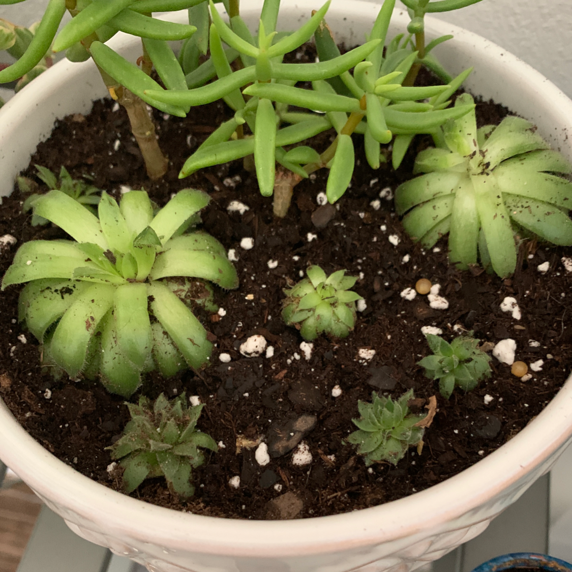 Photo of the plant species Hens and Chicks 'Silver King' by Salem reid named henny on Greg, the plant care app
