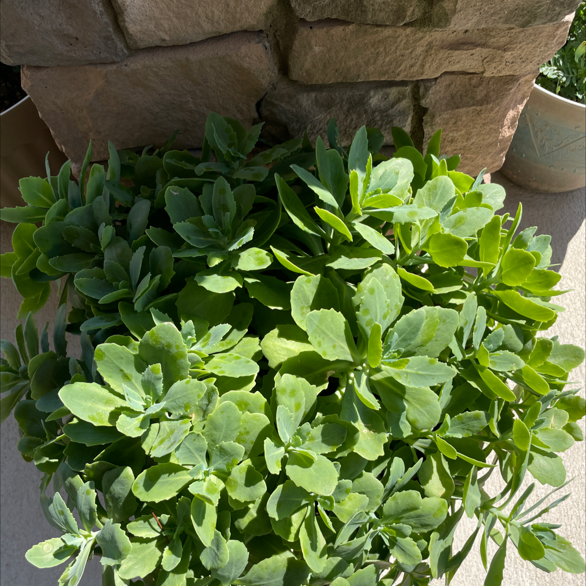 A healthy, mature Showy Stonecrop succulent plant with lush green foliage growing in a stone planter.