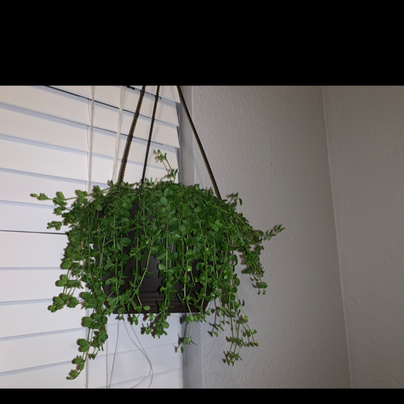 Hanging Beetle Peperomia plant with small green leaves, healthy appearance.