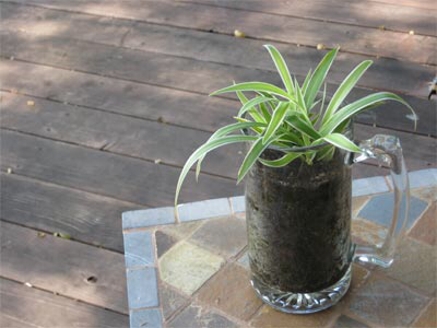 Spider Plant plant photo by Daniel named Spider plant on Greg, the plant care app.