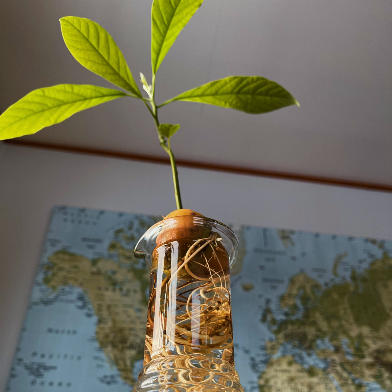 Avocado plant photo by @ChristineFridorf named Phinnies on Greg, the plant care app.