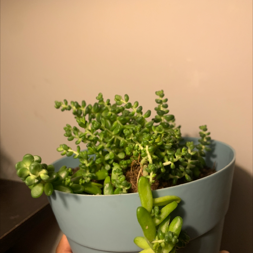 A healthy potted White Stonecrop succulent with small, fleshy leaves in a blue pot.