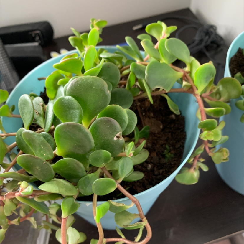 Chinese Sedum plant in a blue pot with healthy green leaves.