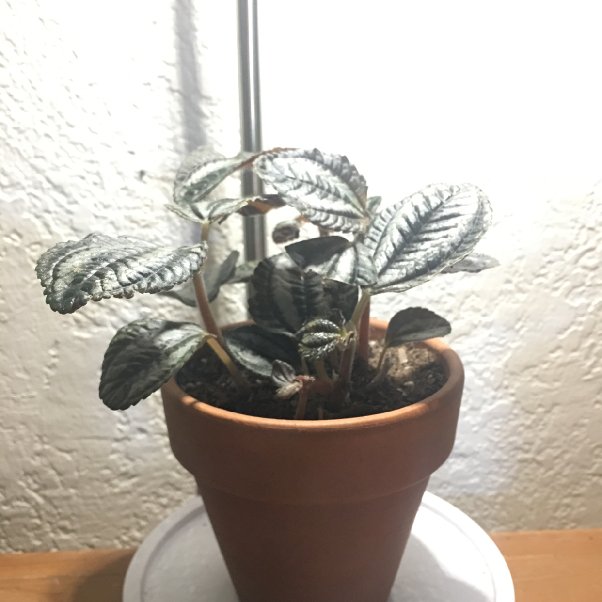 Aluminum Plant plant photo by Alejandro named Pilea spruceana on Greg, the plant care app.