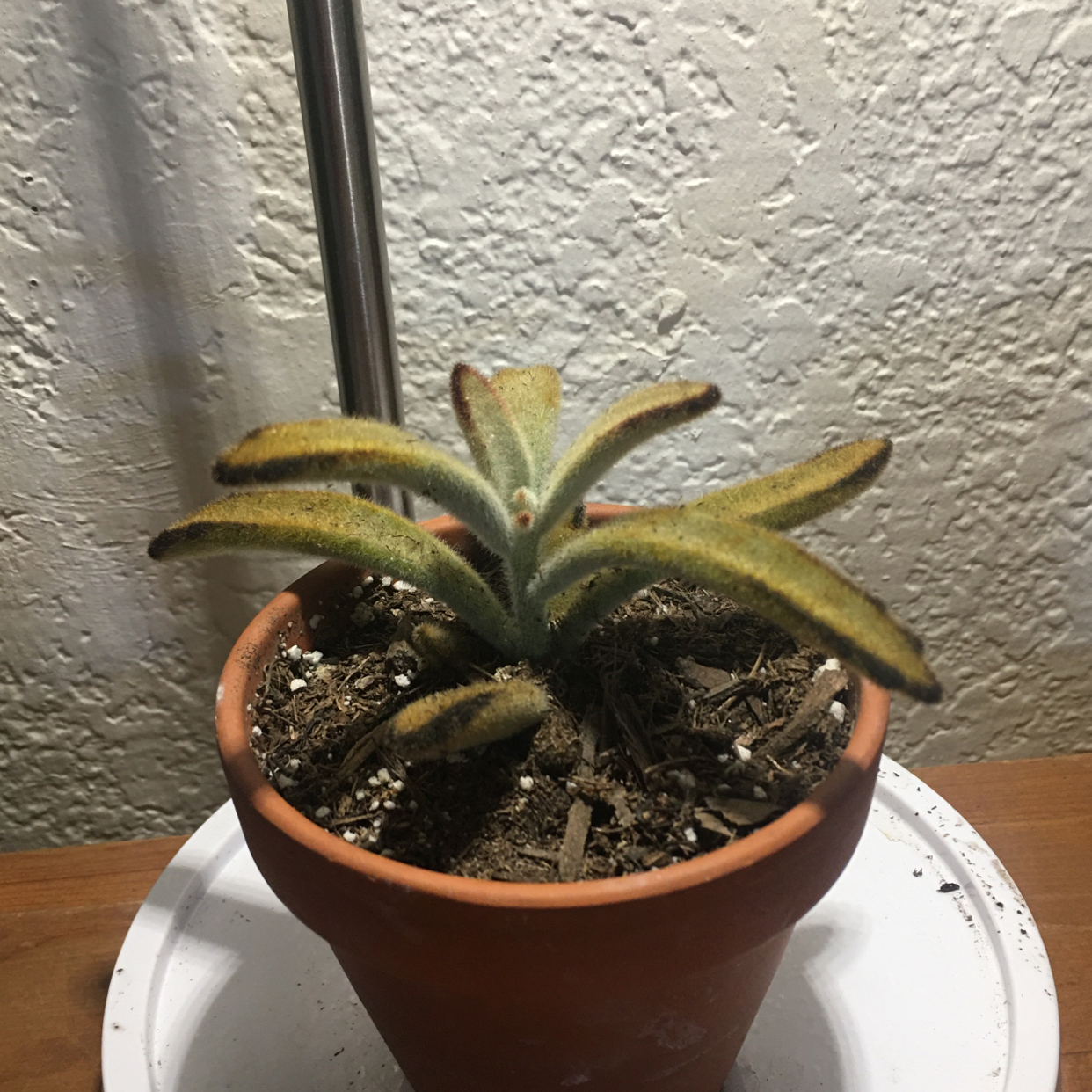 Panda Plant plant photo by Alejandro named Golden girl succulant on Greg, the plant care app.