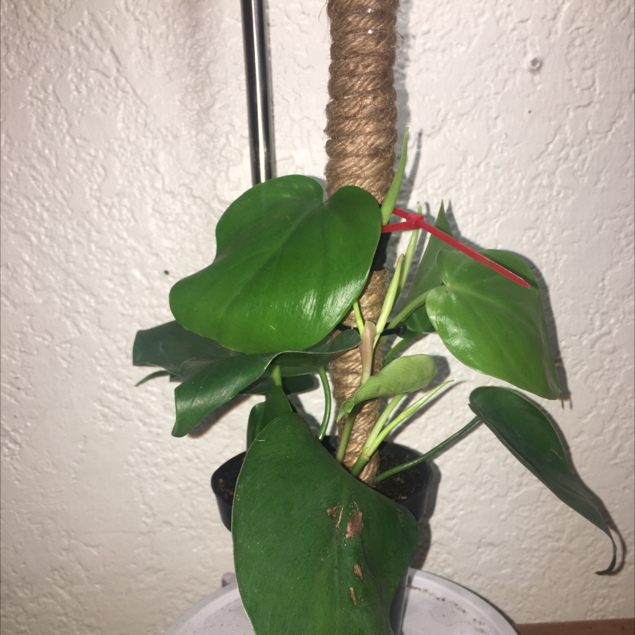 Philodendron Scandens plant photo by Alejandro named Philodendron scandens on Greg, the plant care app.