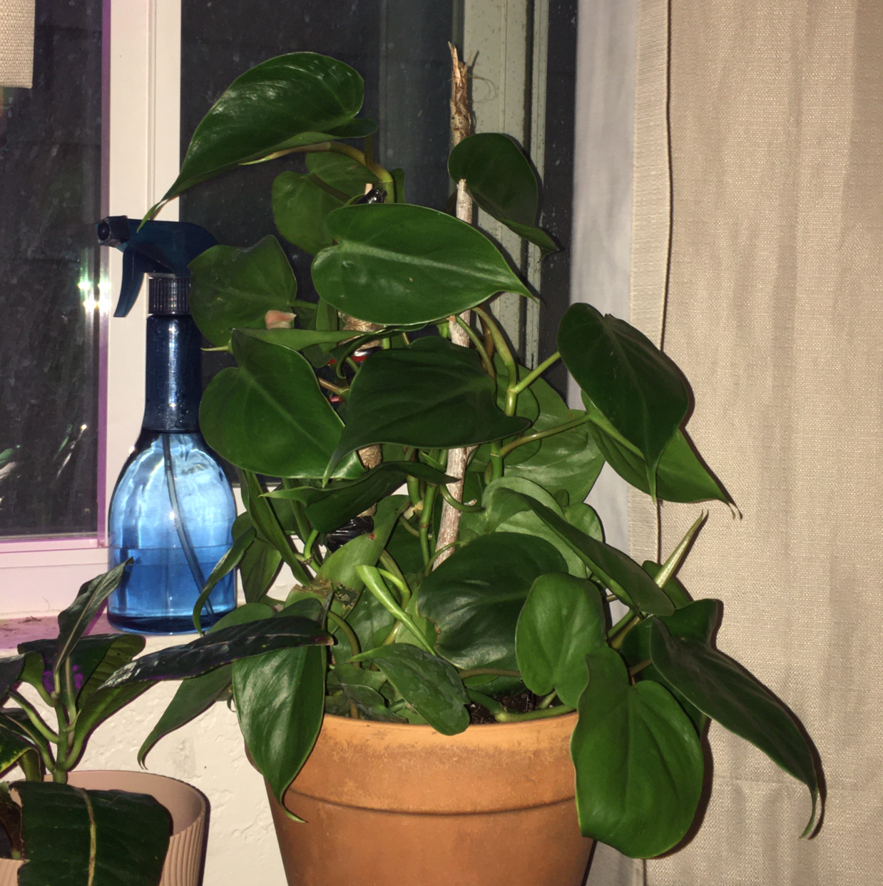 Philodendron Scandens plant photo by Alejandro named Repunzel on Greg, the plant care app.