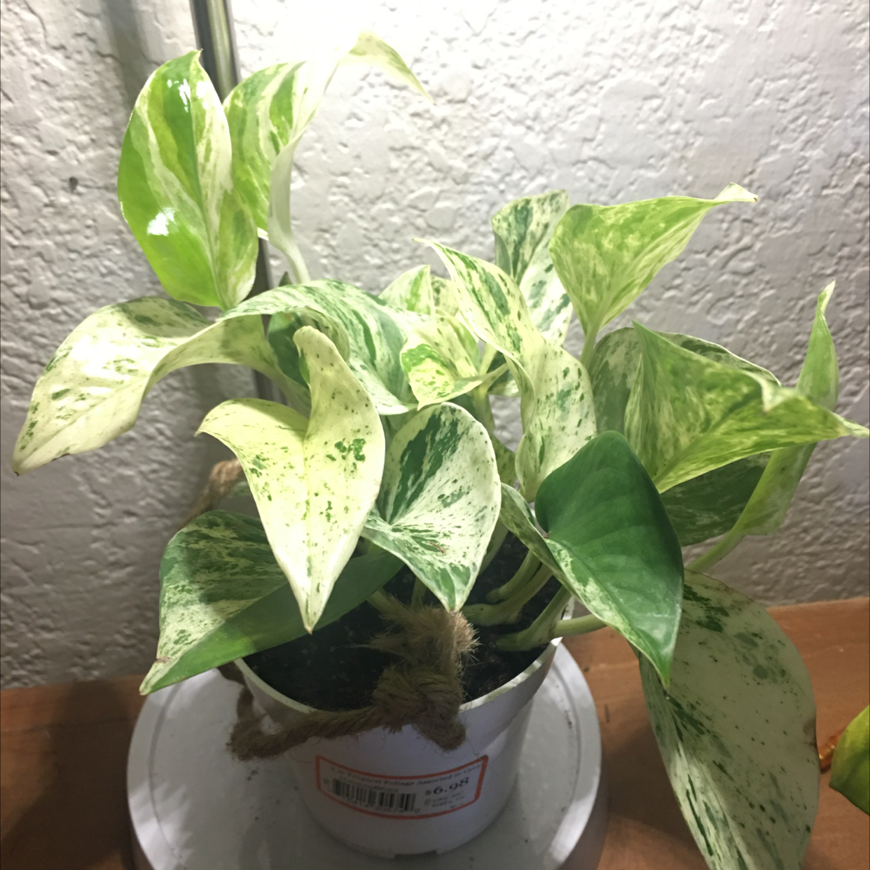 Taro Vine plant photo by Alejandro named Marble queen pothos on Greg, the plant care app.