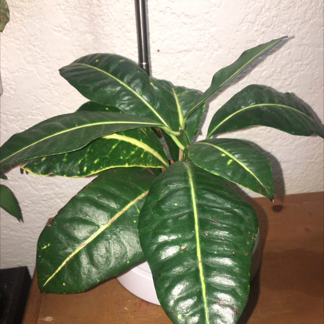 Gold Dust Croton plant photo by Alejandro named Croton on Greg, the plant care app.