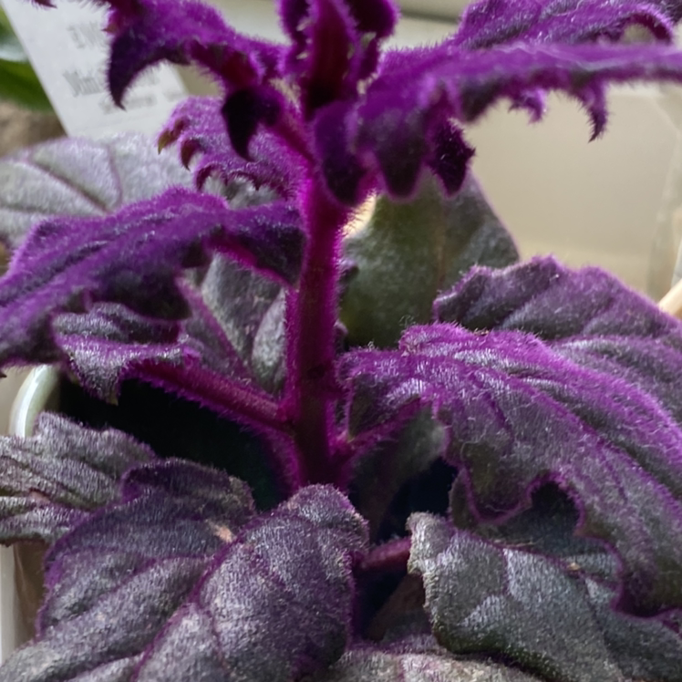 Photo of the plant species Purple Velvet Plant by @Konpeito named Shinoa on Greg, the plant care app