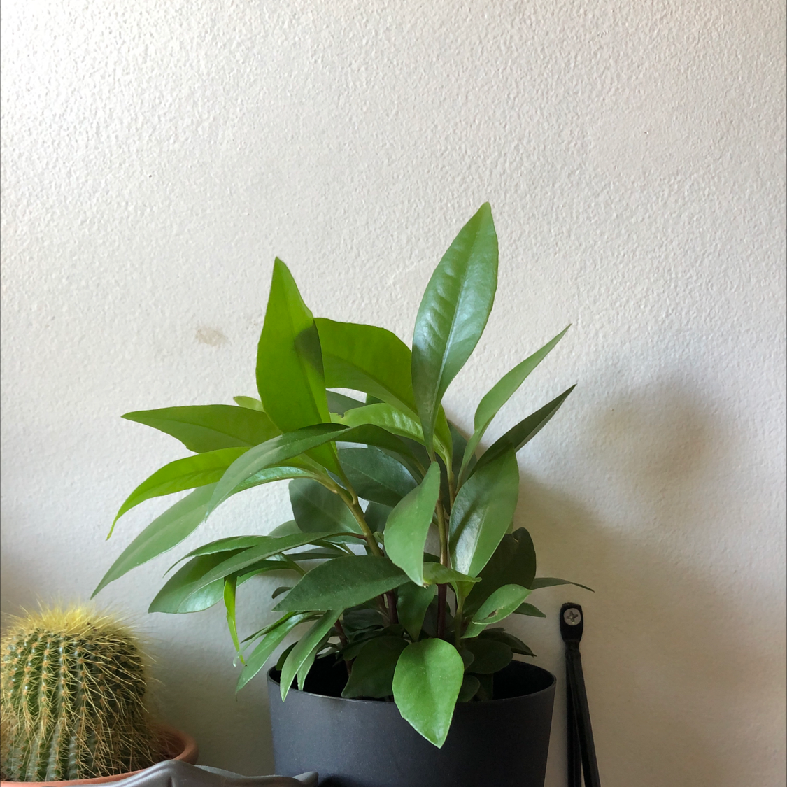 Shoebutton plant in a black pot with a cactus visible to the left.