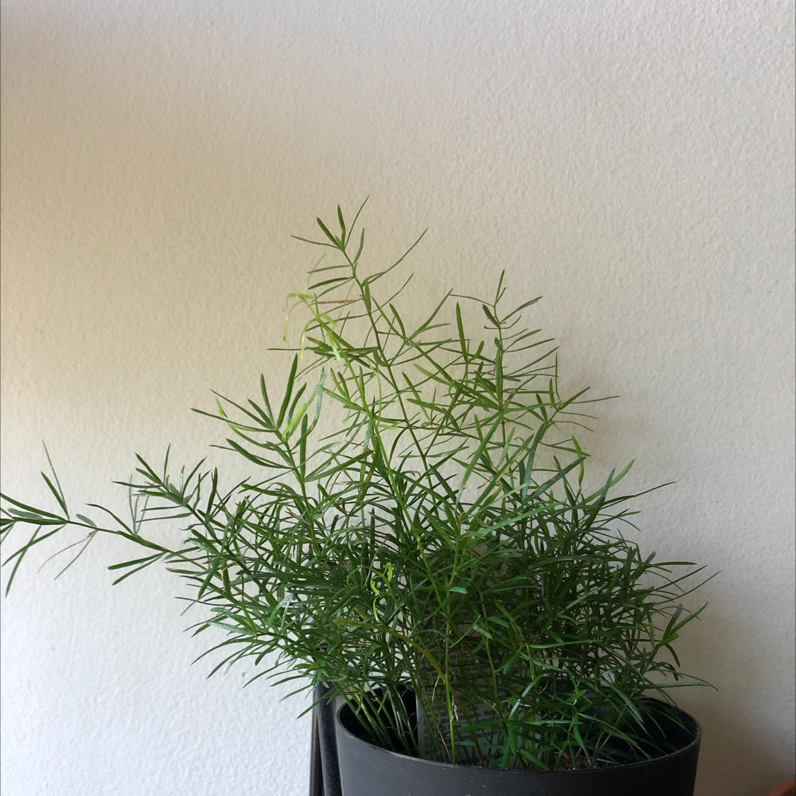 Photo of the plant species Asparagus Aethiopicus by @daphnuspocus named Bodhi on Greg, the plant care app
