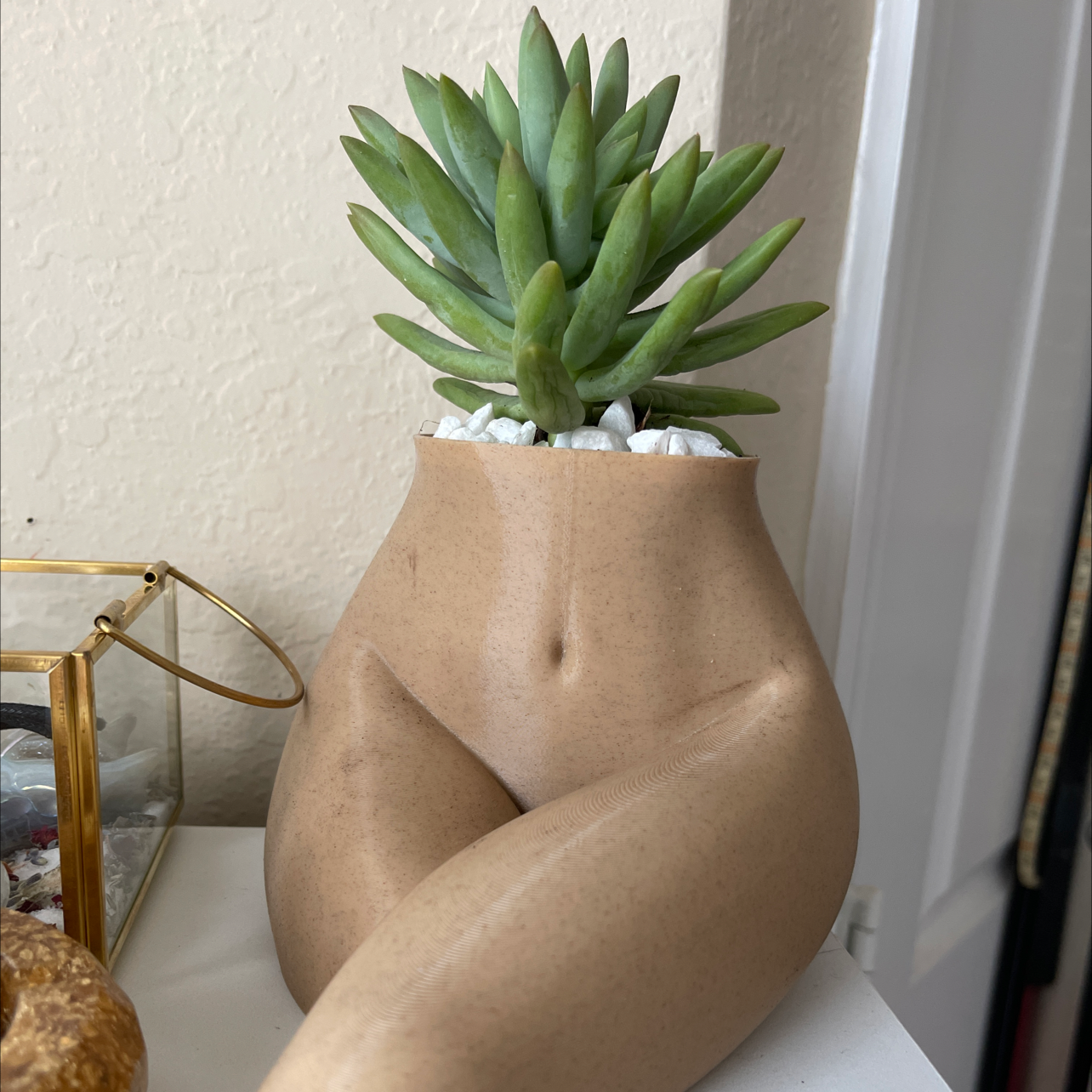 Photo of the plant species Pale Stonecrop by Miss named Delphine on Greg, the plant care app