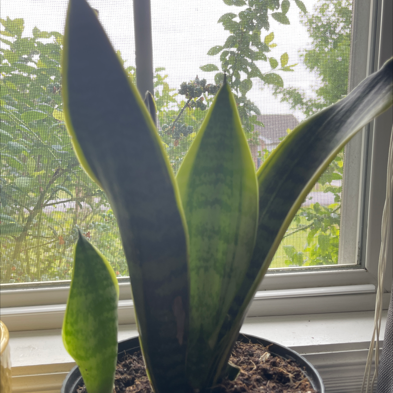 Snake Plant plant photo by Peyton named Daryl on Greg, the plant care app.