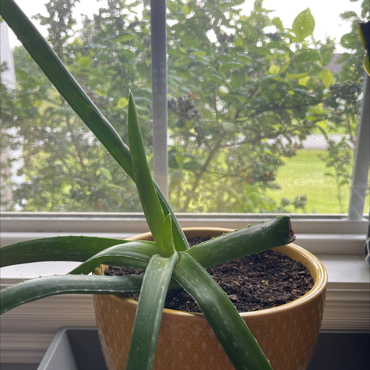 Aloe vera plant photo by Peyton named Reggy on Greg, the plant care app.