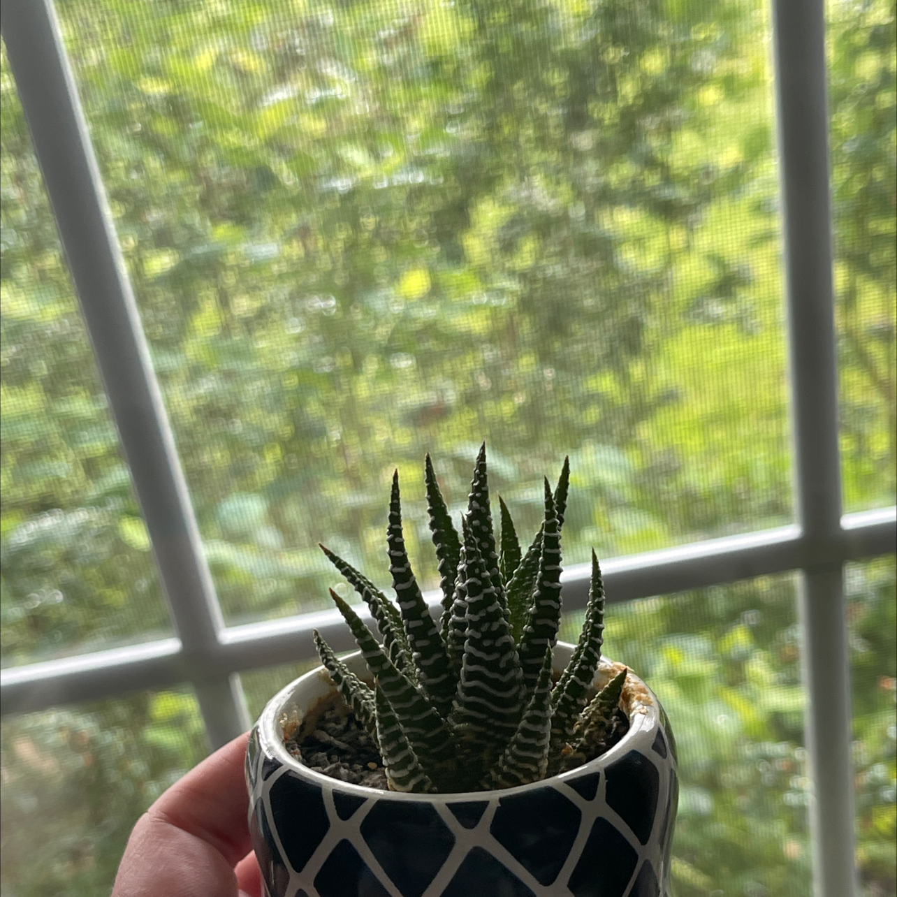 Zebra Plant plant photo by Peyton named Archie on Greg, the plant care app.