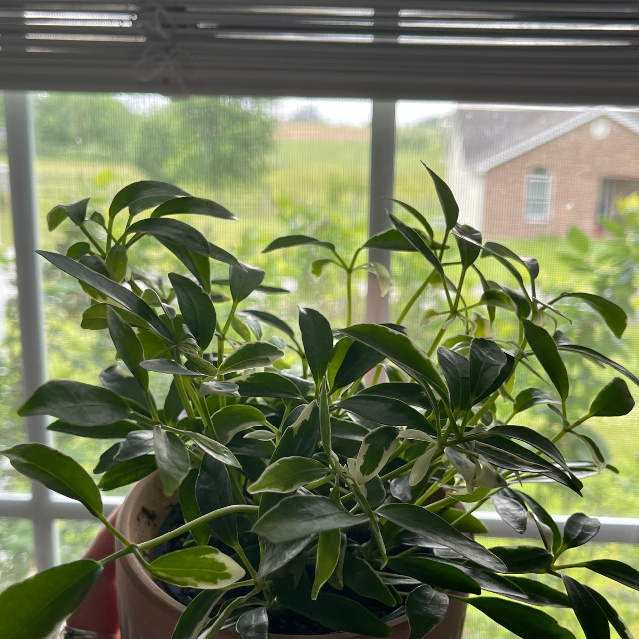 Dwarf Umbrella Tree plant photo by Peyton named Stevie on Greg, the plant care app.
