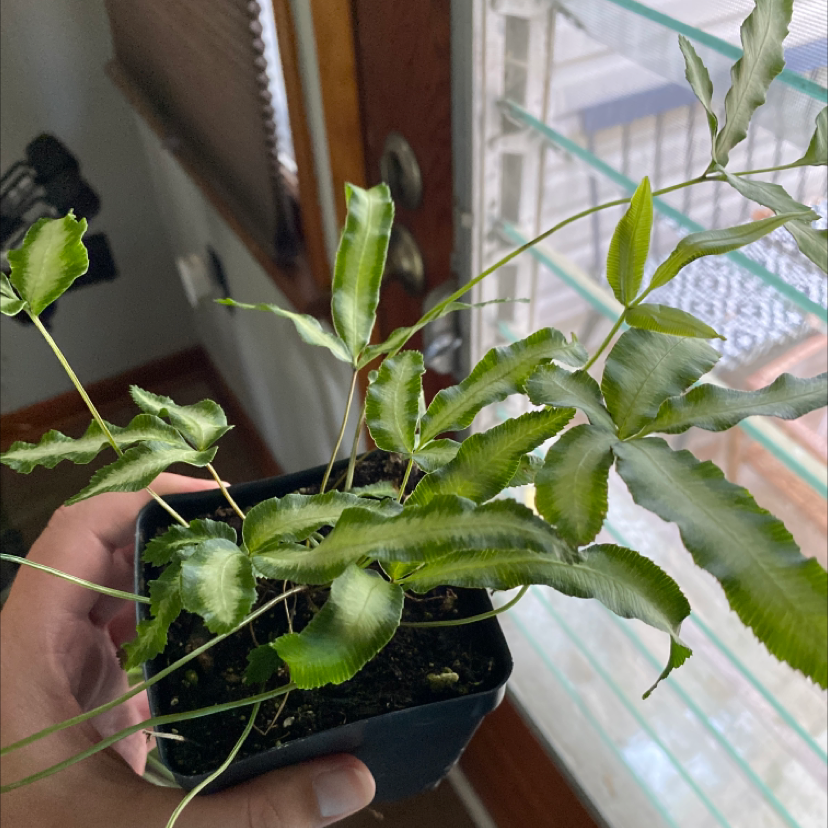 Potted Cretan Brake plant with wavy green leaves near a window, held by a hand.